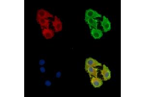 ABIN7097097 and ABIN7101164 staining Hela cells by IF/ICC. (CCDC3 anticorps)