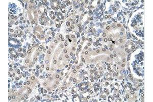 Image no. 1 for anti-serine Hydroxymethyltransferase 2 (Mitochondrial) (SHMT2) (AA 401-450) antibody (ABIN6738215)