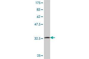Western Blot detection against Immunogen (36.