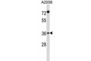 F110A Antibody (N-term) (ABIN1881329 and ABIN2839079) western blot analysis in  cell line lysates (35 μg/lane). (FAM110A anticorps  (N-Term))