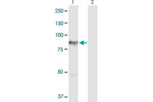 Western Blot analysis of PRKCH expression in transfected 293T cell line by PRKCH MaxPab polyclonal antibody. (PKC eta anticorps  (AA 1-683))