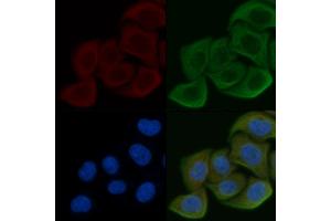 ABIN6257352 and ABIN6275243 staining Hela cells by IF/ICC. (MRPL39 anticorps  (C-Term))