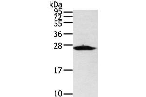 Western Blot analysis of Mouse heart tissue using VDAC3 Polyclonal Antibody at dilution of 1/400 (VDAC3 anticorps)