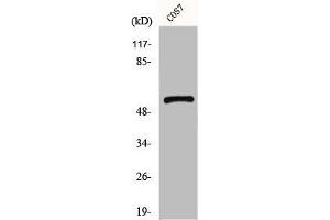 Western Blot analysis of COS7 cells using GPR101 Polyclonal Antibody (F2RL1 anticorps  (C-Term))