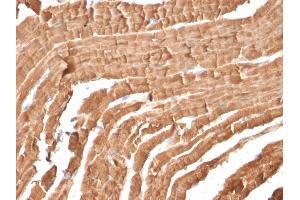 Formalin-fixed, paraffin-embedded Mouse Heart stained with Myoglobin Mouse Monoclonal Antibody (MB/2105).