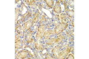 Immunohistochemistry of paraffin-embedded rat kidney using PPP2R2A antibody. (PPP2R2A anticorps)