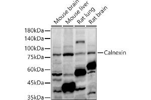Western blot analysis of extracts of various cell lines, using Calnexin antibody (ABIN7266031) at 1:1000 dilution.