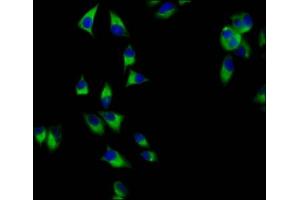 Immunofluorescence staining of Hela cells with ABIN7165044 at 1:200, counter-stained with DAPI. (AMN anticorps  (AA 25-163))