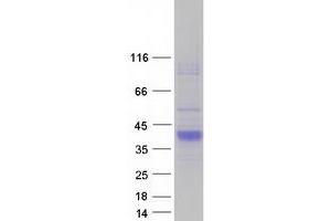 Validation with Western Blot