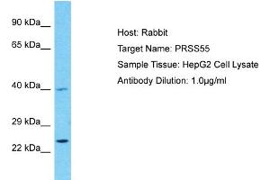 Host: Rabbit Target Name: PRSS55 Sample Type: HepG2 Whole Cell lysates Antibody Dilution: 1. (PRSS55 anticorps  (C-Term))