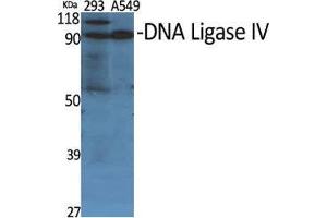 Western Blot (WB) analysis of specific cells using DNA Ligase IV Polyclonal Antibody. (LIG4 anticorps  (Internal Region))