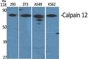 Western Blot (WB) analysis of specific cells using Calpain 12 Polyclonal Antibody. (CAPN12 anticorps  (Internal Region))