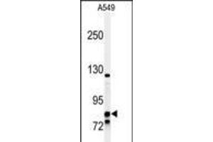 Western blot analysis of NR3C1 Antibody in A549 cell line lysates (35ug/lane) (Glucocorticoid Receptor anticorps  (C-Term))
