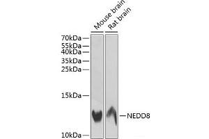 Western blot analysis of extracts of various cell lines using NEDD8 Polyclonal Antibody at dilution of 1:1000. (NEDD8 anticorps)