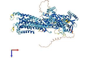 AlphaFold protein structure predicition of Human Recombinant ATP8B4 Protein, UniprotID Q8TF62