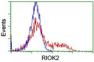 Image no. 6 for anti-RIO Kinase 2 (RIOK2) (AA 277-552) antibody (ABIN1491304) (RIOK2 anticorps  (AA 277-552))