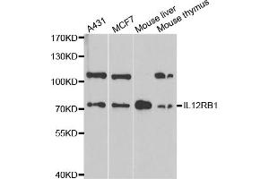 Western blot analysis of extracts of various cell lines, using IL12RB1 antibody. (IL12RB1 anticorps)