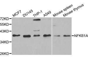 Western blot analysis of extracts of various cell lines, using NFKBIA antibody (ABIN5998339) at 1/1000 dilution. (NFKBIA anticorps)