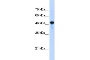 WB Suggested Anti-SEPT10(septin 10) Antibody Titration:  1. (Septin 10 anticorps  (C-Term))