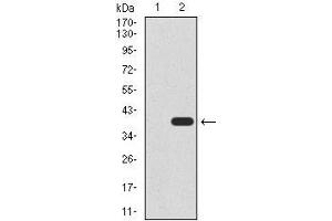 Western blot analysis using UTF1 mAb against HEK293 (1) and UTF1 (AA: 148-214)-hIgGFc transfected HEK293 (2) cell lysate.