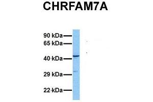 Host:  Rabbit  Target Name:  CHRFAM7A  Sample Tissue:  Human MCF7  Antibody Dilution:  1. (CHRFAM7A anticorps  (N-Term))