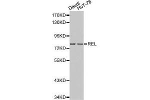 Western blot analysis of Daudi cell and HuT-78 cell lysate using REL antibody. (c-Rel anticorps  (AA 1-300))