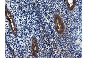 Image no. 11 for anti-CCR4-NOT Transcription Complex Subunit 4 (CNOT4) (AA 190-455) antibody (ABIN1491098) (CNOT4 anticorps  (AA 190-455))