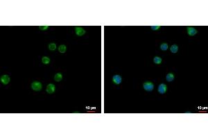 ICC/IF Image VPS37C antibody [N1], N-term detects VPS37C protein at cytoplasm by immunofluorescent analysis. (VPS37C anticorps  (N-Term))