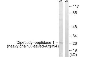 Western blot analysis of extracts from Jurkat cells, treated with etoposide (25uM, 1hour), using Dipeptidyl-peptidase 1 (heavy chain, Cleaved-Arg394) antibody. (CTSC anticorps  (C-Term))