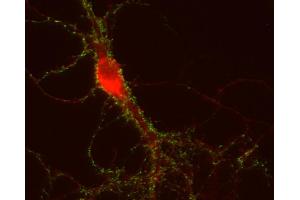 Indirect immunostaining of PFA fixed mouse hippocampus neurons with anti-APP (dilution 1 : 500; red) and mouse anti-Synapsin 1 (cat. (APP anticorps  (C-Term))