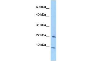 WB Suggested Anti-Tceal7 Antibody Titration: 1. (TCEAL7 anticorps  (Middle Region))