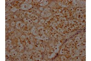 IHC image of ABIN7156399 diluted at 1:300 and staining in paraffin-embedded human adrenal gland tissue performed on a Leica BondTM system. (INTS1 anticorps  (AA 51-342))