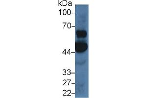 Detection of OAS1 in Porcine Cerebrum lysate using Polyclonal Antibody to 2',5'-Oligoadenylate Synthetase 1 (OAS1) (OAS1 anticorps  (AA 74-165))