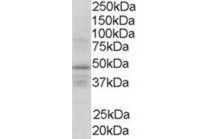 Image no. 1 for anti-Retinoid X Receptor, gamma (RXRG) (AA 213-226) antibody (ABIN298198) (Retinoid X Receptor gamma anticorps  (AA 213-226))