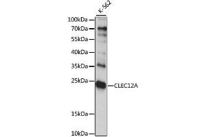 Western blot analysis of extracts of K-562 cells, using CLEC12A antibody. (CLEC12A anticorps  (AA 66-265))