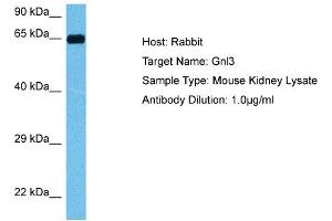 Host: Mouse Target Name: GNL3 Sample Tissue: Mouse Kidney Antibody Dilution: 1ug/ml (Nucleostemin anticorps  (N-Term))