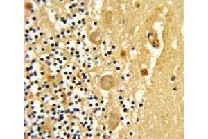 IHC analysis of FFPE human cerebellum stained with GARP antibody