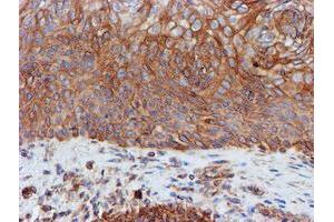 Image no. 5 for anti-Sec1 Family Domain Containing 1 (SCFD1) antibody (ABIN1500819)