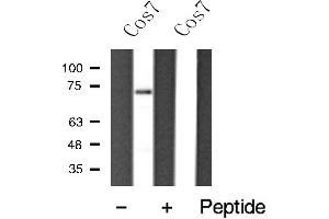 Western blot analysis of HDAC10 expression in Cos7 cell extract