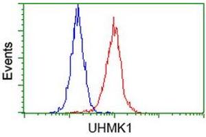 HEK293T cells transfected with either RC214962 overexpress plasmid (Red) or empty vector control plasmid (Blue) were immunostained by anti-UHMK1 antibody (ABIN2453773), and then analyzed by flow cytometry. (UHMK1 anticorps)