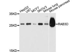 Western blot analysis of extracts of various cell lines, using RAB3D antibody. (RAB3D anticorps)