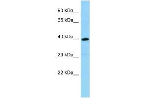 WB Suggested Anti-Olfr1386 Antibody Titration: 1. (OLFR1386 anticorps  (C-Term))