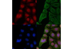 ABIN6262224 and ABIN6266867 staining Hela cells by IF/ICC. (HEXIM1 anticorps)