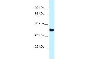 WB Suggested Anti-Ctsz Antibody   Titration: 1. (Cathepsin Z anticorps  (N-Term))