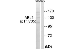 Western blot analysis of extracts from COS cells, treated with EGF (200ng/ml, 30mins), using ABL1 (Phospho-Thr735) antibody. (ABL1 anticorps  (pThr735))