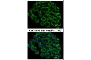 ICC/IF Image Immunofluorescence analysis of methanol-fixed HCT116, using HSP90 beta, antibody at 1:500 dilution.