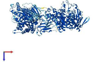 AlphaFold protein structure predicition of Human Recombinant AGL Protein, UniprotID P35573