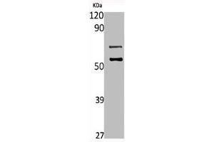 Western Blot analysis of L929 cells using Mucin 13 Polyclonal Antibody (MUC13 anticorps  (C-Term))