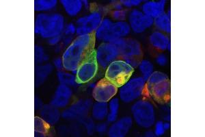 Immunocytochemistry staining of HEK-293 cells cotransfected with PRR7 / TRAP3 (red) and GFP-PSD-95 (green).