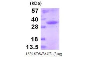 Image no. 1 for Mouse IgG isotype control (ABIN6386943) (Recombinant Souris IgG Isotype Control)